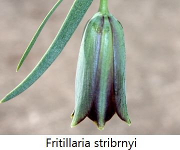 Fritillaria stribrnyi